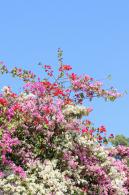 簕杜鹃花海停车场