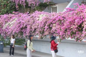 簕杜鹃花海停车场