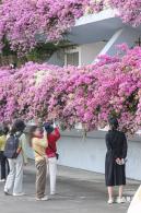 簕杜鹃花海停车场