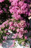 簕杜鹃花海停车场