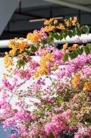 簕杜鹃花海停车场