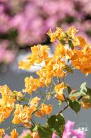 簕杜鹃花海停车场