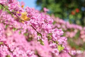 簕杜鹃花海停车场