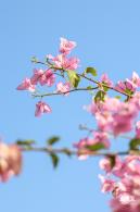 簕杜鹃花海停车场