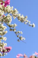 簕杜鹃花海停车场