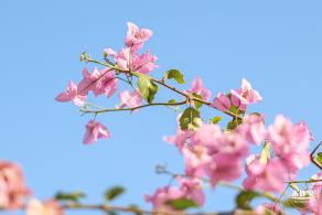 簕杜鹃花海停车场