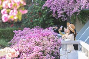 簕杜鹃花海停车场