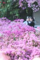 簕杜鹃花海停车场