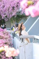 簕杜鹃花海停车场