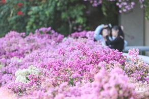 簕杜鹃花海停车场