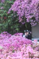 簕杜鹃花海停车场