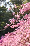 簕杜鹃花海停车场