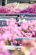 簕杜鹃花海停车场