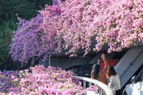 簕杜鹃花海停车场