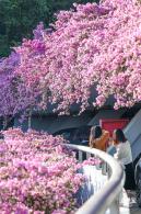 簕杜鹃花海停车场