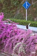 簕杜鹃花海停车场