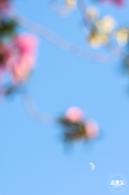 簕杜鹃花海停车场