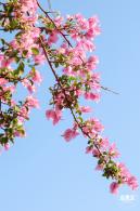 簕杜鹃花海停车场