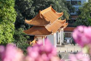 簕杜鹃花海停车场