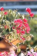 簕杜鹃花海停车场