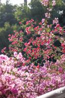 簕杜鹃花海停车场
