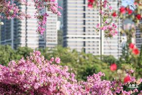 簕杜鹃花海停车场