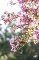 簕杜鹃花海停车场