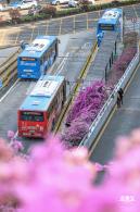 簕杜鹃花海停车场