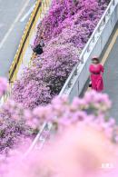 簕杜鹃花海停车场