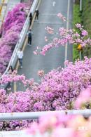 簕杜鹃花海停车场