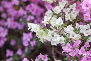 簕杜鹃花海停车场
