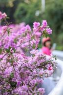 簕杜鹃花海停车场