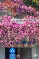 簕杜鹃花海停车场