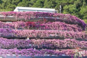 簕杜鹃花海停车场