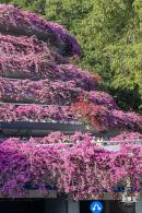 簕杜鹃花海停车场