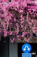 簕杜鹃花海停车场