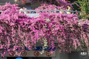 簕杜鹃花海停车场
