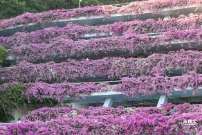 簕杜鹃花海停车场