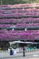 簕杜鹃花海停车场
