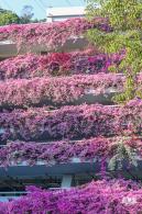 簕杜鹃花海停车场