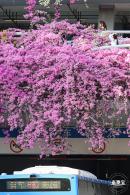 簕杜鹃花海停车场
