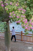 观澜河异木棉