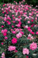 香蜜公园月季