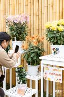 2023东湖公园菊花展