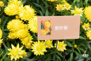 2023东湖公园菊花展