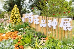 2023东湖公园菊花展