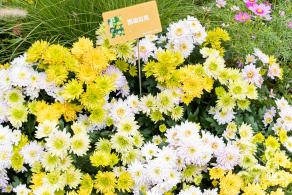 2023东湖公园菊花展