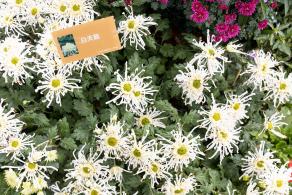 2023东湖公园菊花展