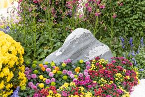 西丽生态公园花海&菊花展