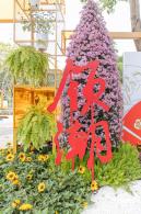 西丽生态公园花海&菊花展
